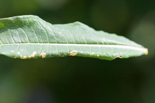 Mompha sp.