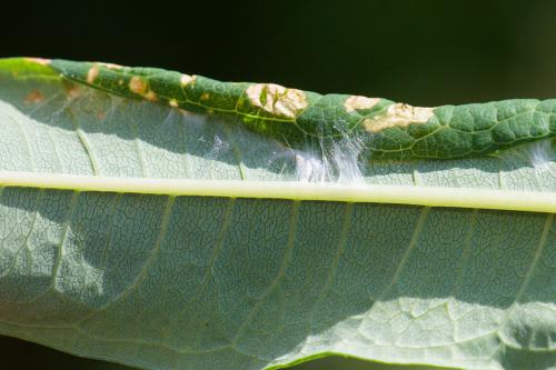 Mompha sp.
