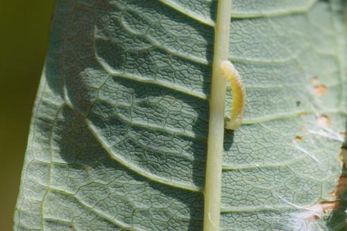 Mompha sp.