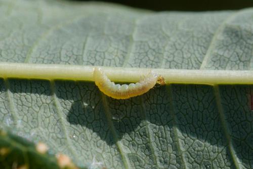 Mompha sp.