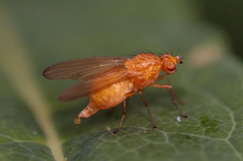 Réf. 216 216 : Lyciella illota