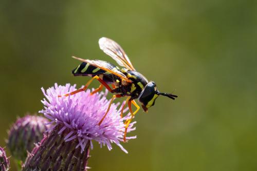 Réf. 216 256 : Chrysotoxum festivum