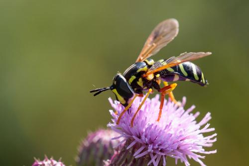 Réf. 216 255 : Chrysotoxum festivum