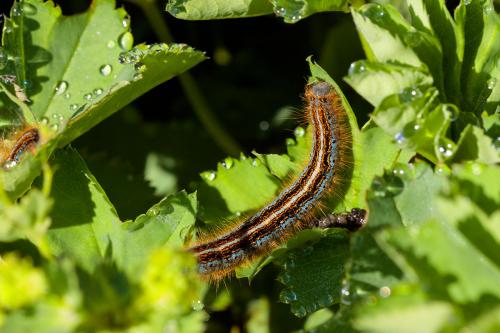 Malacosoma alpicola