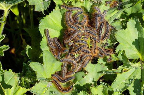 Malacosoma alpicola