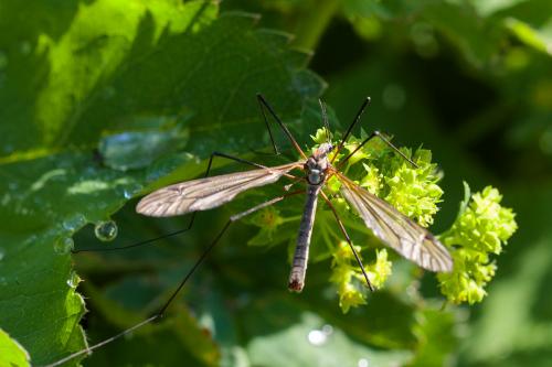 Réf. 216 834 : Tipula sp.