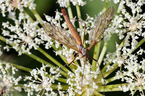 Réf. 216 934 : Tipula sp.