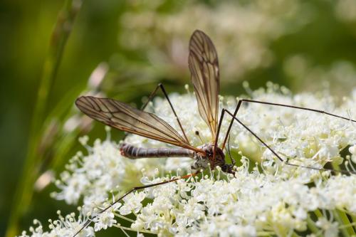 Réf. 216 835 : Tipula sp.