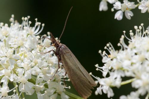 Réf. 216 839 : Crambus perlella