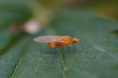 Lyciella rorida