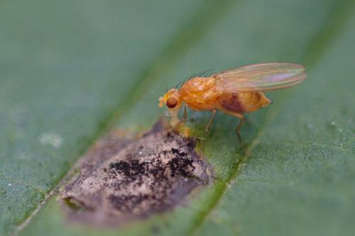 Lyciella rorida
