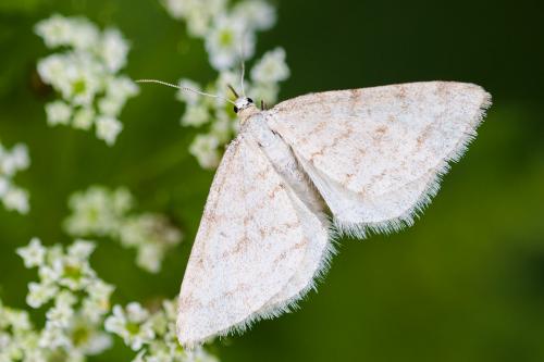 Mesotype verberata