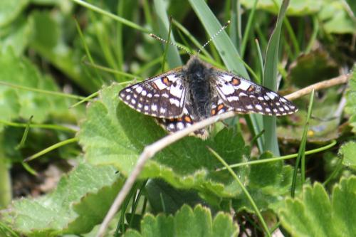 Réf. 216 315 : Euphydryas cynthia