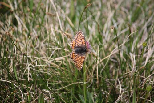 Euphydryas cynthia