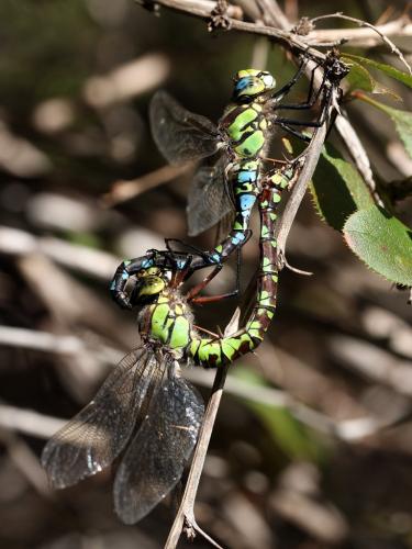 Aeshna cyanea