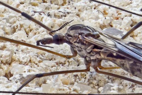 Tipula confusa