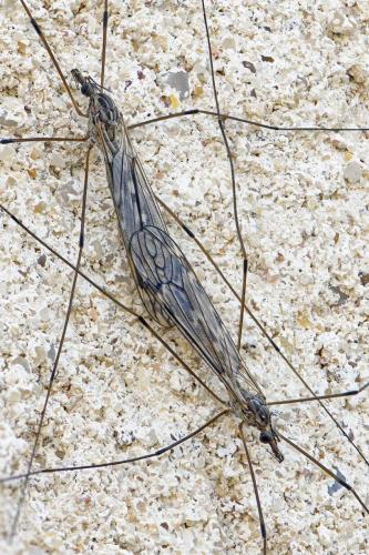 Réf. 216 387 : Tipula sp.