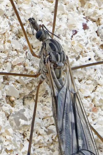Tipula confusa
