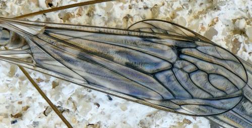 Tipula confusa