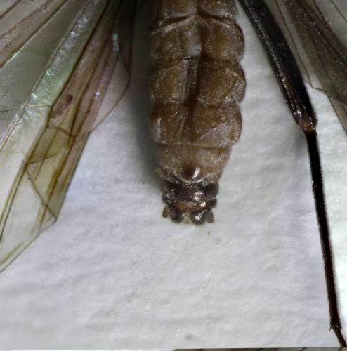 Amphinemura sp.