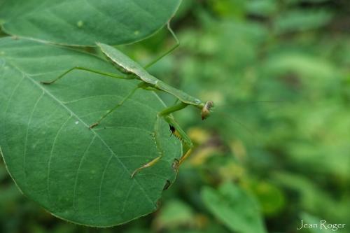 Polyspilota sp.