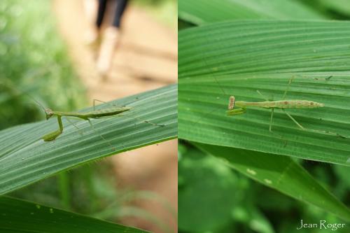 Réf. 216 595 : Polyspilota sp.