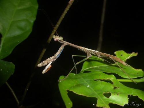 Réf. 216 670 : Polyspilota sp.