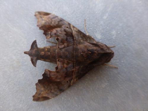 Réf. 216 720 : Enyo lugubris