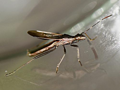 Réf. 216 849 : Micrelytra fossularum