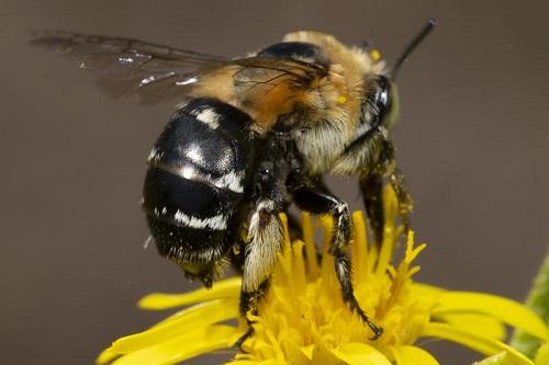 Amegilla sp.