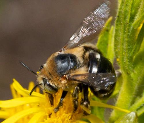 Amegilla sp.