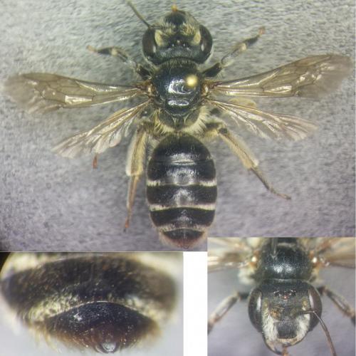 Andrena decipiens
