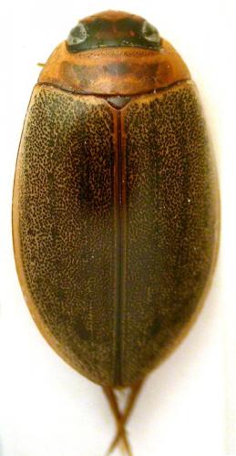 Rhantus suturalis