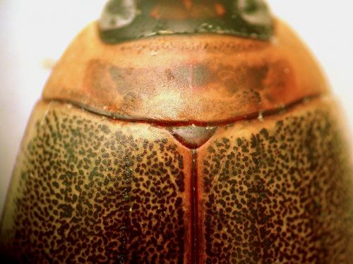 Rhantus suturalis