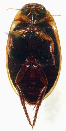 Rhantus suturalis