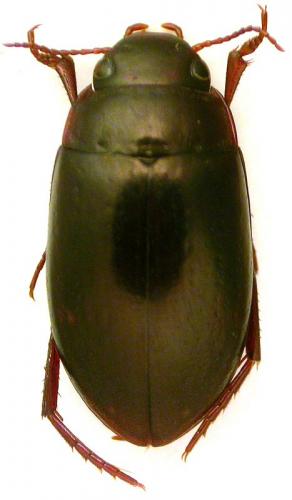Réf. 216 484 : Agabus guttatus