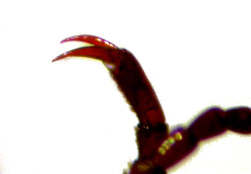 Réf. 216 491 : Agabus guttatus