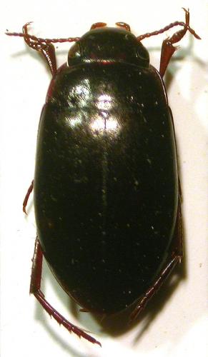 Réf. 216 471 : Agabus guttatus