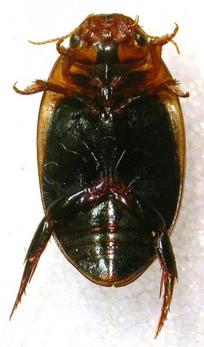 Réf. 216 466 : Agabus brunneus