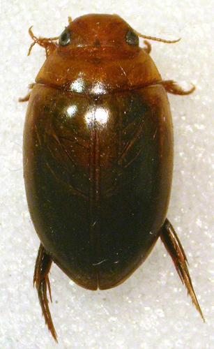 Réf. 216 465 : Agabus brunneus
