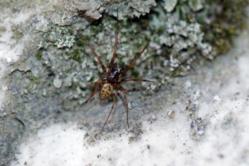 Réf. 216 882 : Lepthyphantes minutus