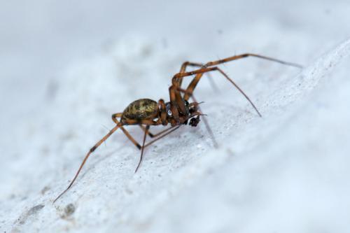 Réf. 216 883 : Lepthyphantes minutus
