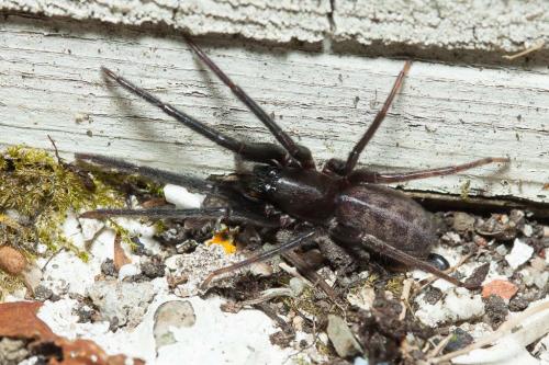 Segestria florentina