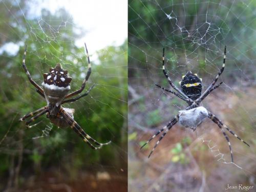Réf. 216 719 : Argiope argentata