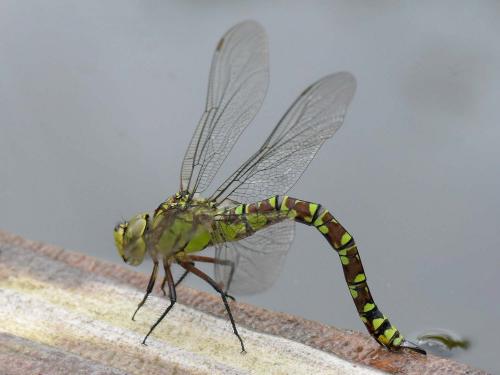 Aeshna cyanea