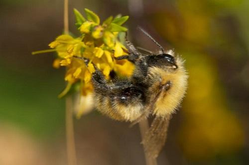 Bombus pascuorum