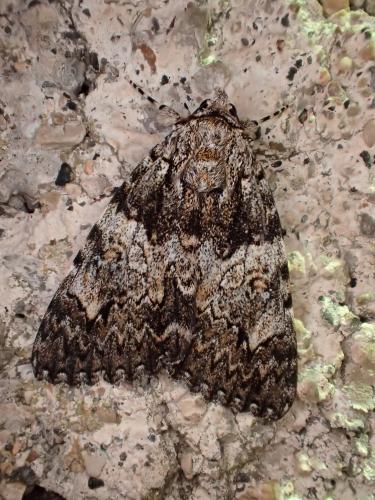 Catocala promissa