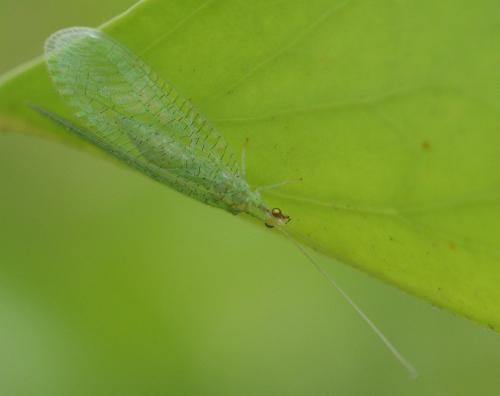 Pseudomallada flavifrons