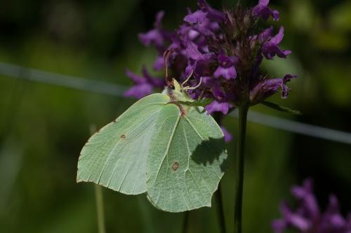 Gonepteryx rhamni