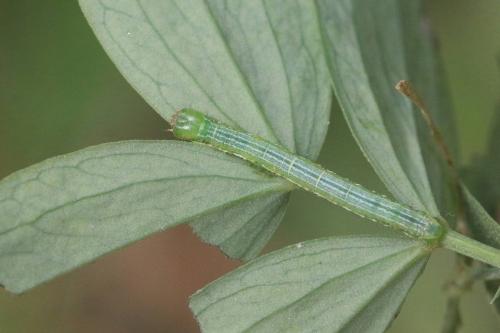 Chiasmia clathrata